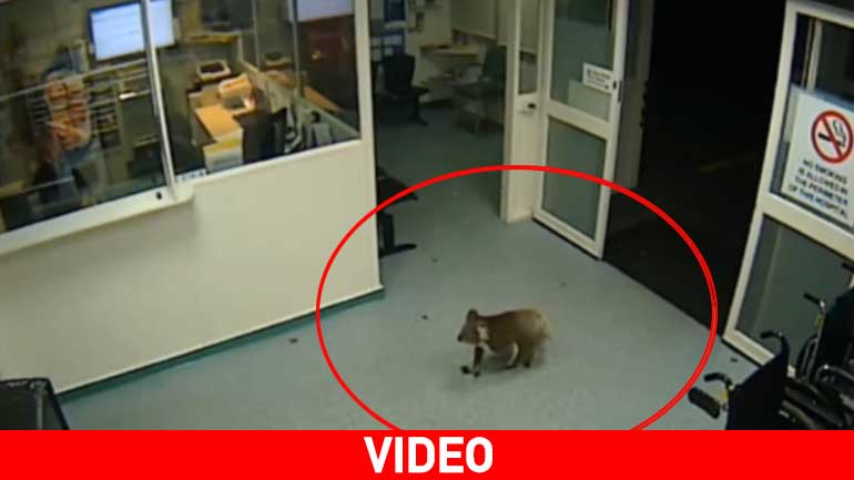 Κοάλα επισκέπτεται τα επείγοντα!